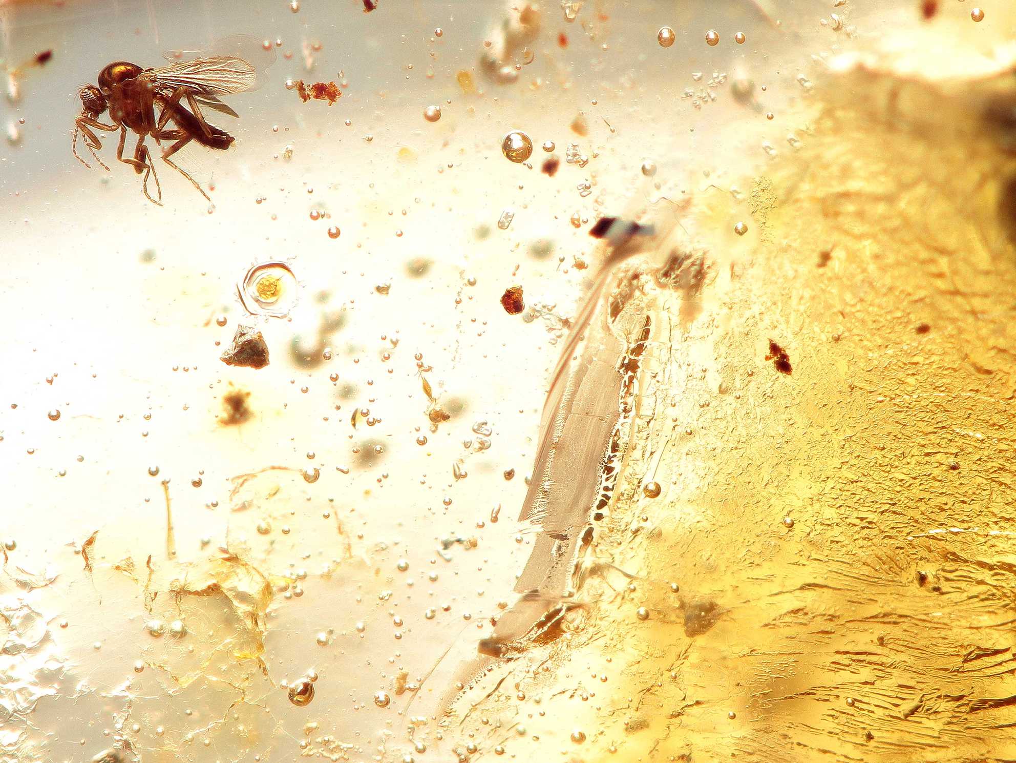 N° 140    moustique .... l'ensemble de la photo peut faire penser à une peinture ?